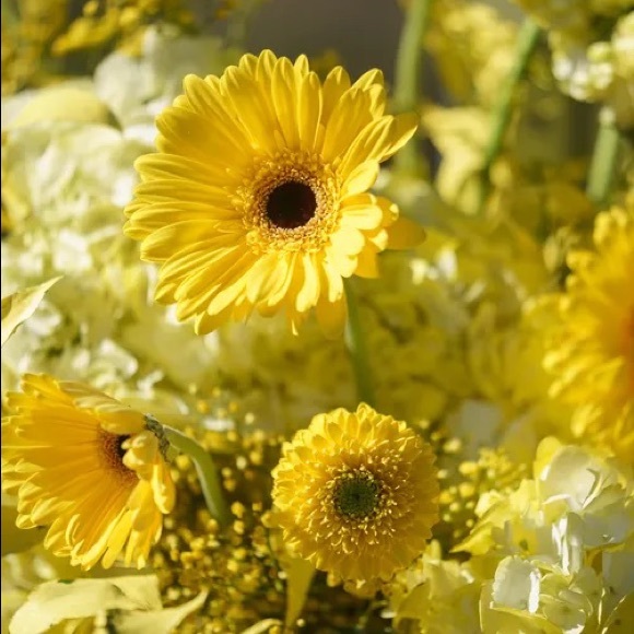 Meet your Posher, Lily - Picture 1 of 1